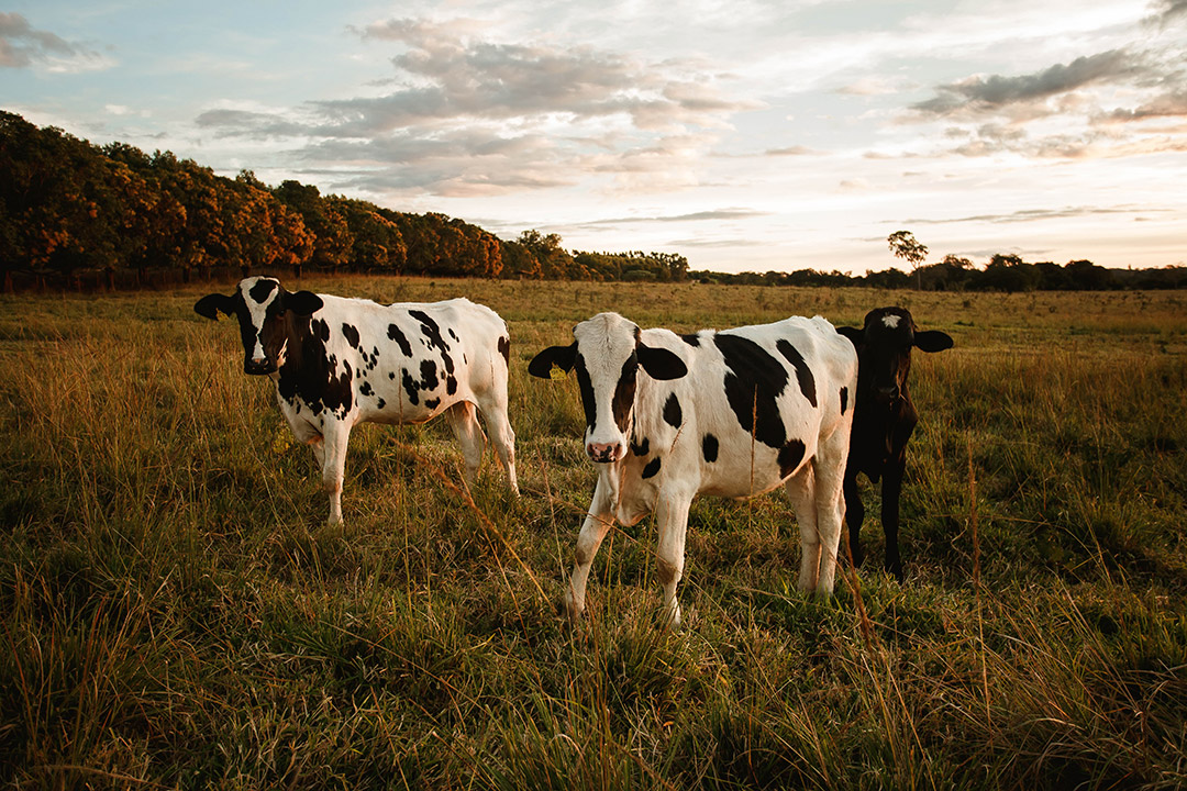 An image of three cows